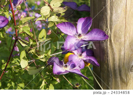 フォンドメモリーズ 赤紫 クレマチス 花の写真素材