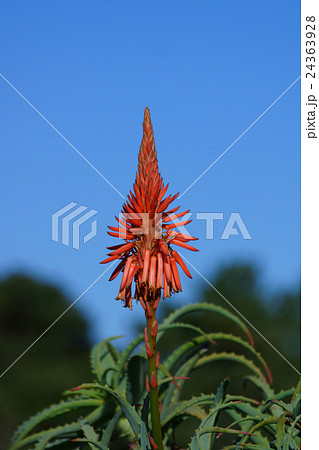 アロエ 花 蘆薈 木立アロエの写真素材