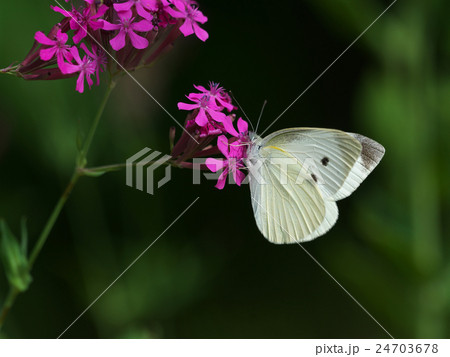 ナデシコ 被子植物門 双子葉植物網 ナデシコ目の写真素材
