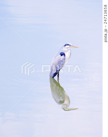 青鷺 鷺 鳥 日本画の写真素材 - PIXTA