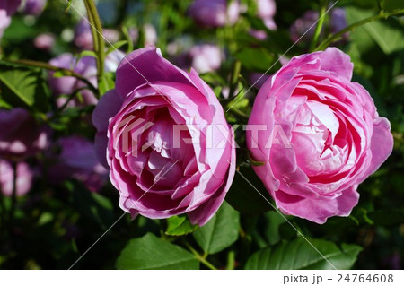 薔薇 ラレーヌ ビクトリア 1872年登録 フランス原産の写真素材