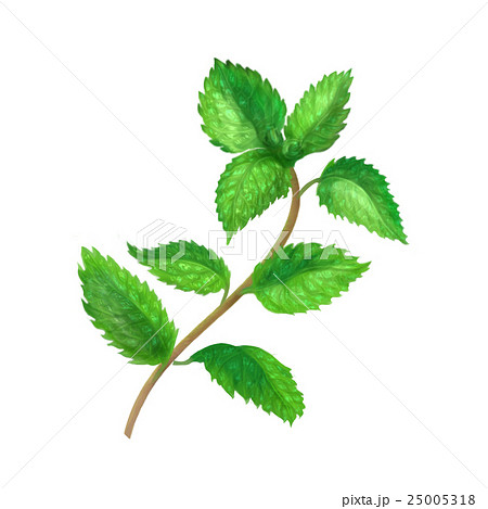 ミント 薄荷 葉 シソ科のイラスト素材