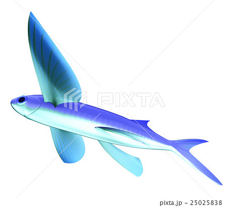 トビウオ 魚 飛ぶ 飛翔のイラスト素材