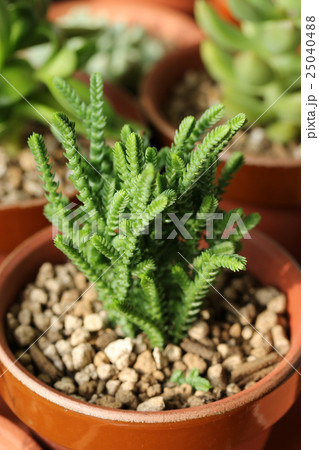 若緑 クラッスラ クラッスラ属 ベンケイソウ科の写真素材