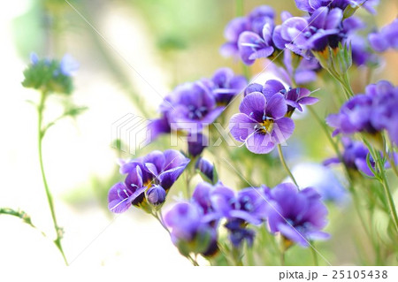 ギリア 花 ハナシノブ科 ギリアトリコロールの写真素材