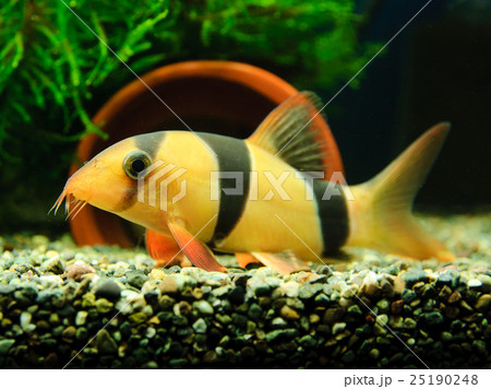 クラウンローチ 熱帯魚 淡水 淡水魚の写真素材