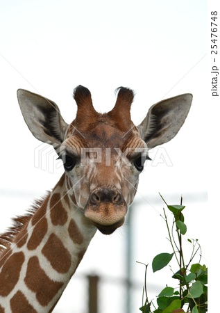 キリン 動物 陸上動物 正面の写真素材