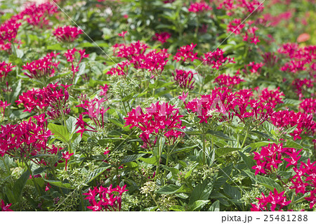 サンダンカ 三段花の写真素材 - PIXTA