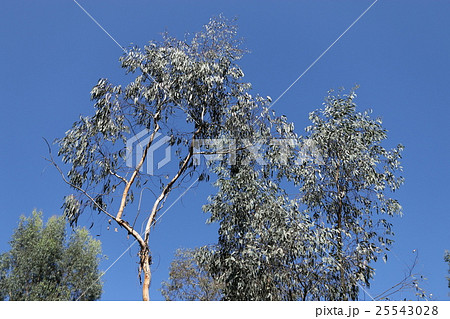 ギンマルバユーカリ 木の写真素材