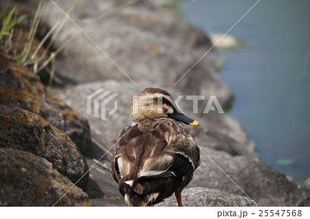 spot-billed duck spotbill duck grey duck カルガモの写真素材 spot-billed duck spotbill duck grey duck カルガモの写真素材