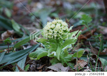 蕗の薹 フキノトウ 花言葉は 愛嬌 の写真素材