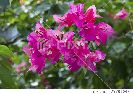 ブーゲンビリア 筏葛 花 ぶーげんびりあの写真素材 - PIXTA