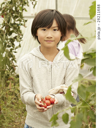 プチトマト少女ヌード写真集 子供 女の子 プチトマト 収穫の写真素材 - PIXTA