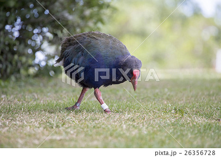 タカヘ 飛べない鳥 鳥 鳥類の写真素材