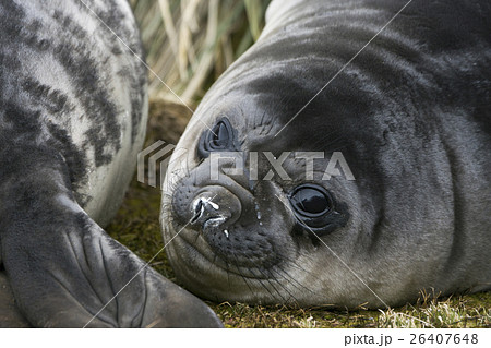 ぶさかわの写真素材