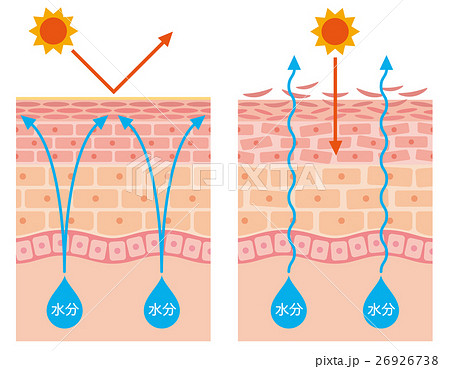 皮膚のイラスト素材