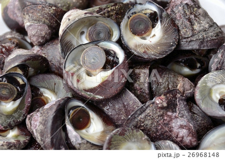 シッタカ貝 尻高貝の写真素材