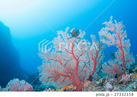 磯花 サンゴ 珊瑚 海中の写真素材