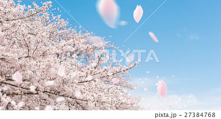 サクラ吹雪 合成 桜 快晴の写真素材