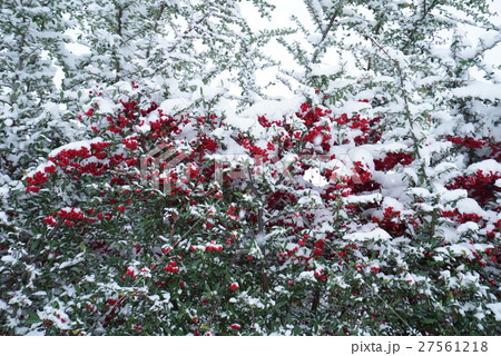 雪 南天 冬 植物の写真素材