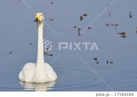 オオハクチョウ 正面 ハクチョウ 鳥の写真素材