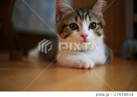 子猫 マンチカン リビング かわいいの写真素材