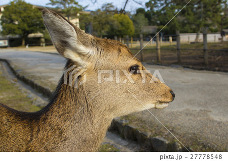 瞳 目 動物 鹿の写真素材