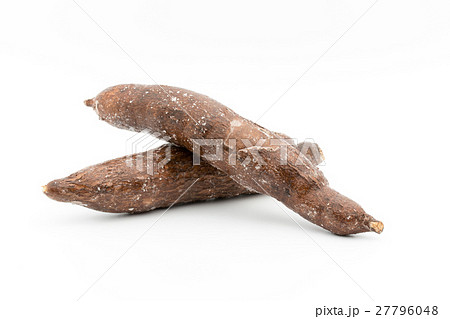 マニオクの写真素材