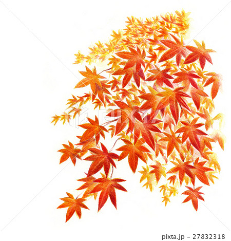 紅葉 カエデ 秋 色鉛筆画のイラスト素材 - PIXTA