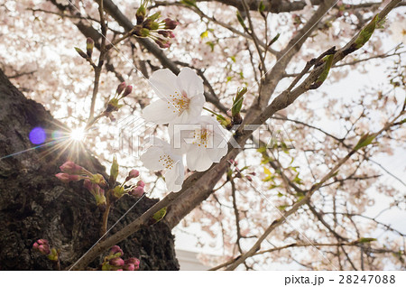 桜 光陽桜 花 植物の写真素材 - PIXTA