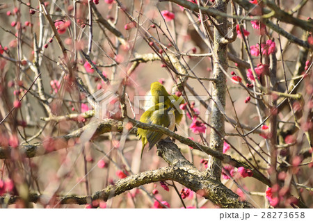 二羽の鳥の写真素材 - PIXTA