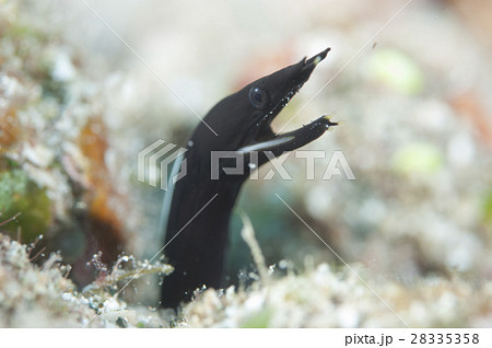 ハナヒゲウツボ幼魚 黒いウツボの写真素材