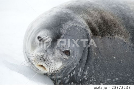 ウェッデル海豹