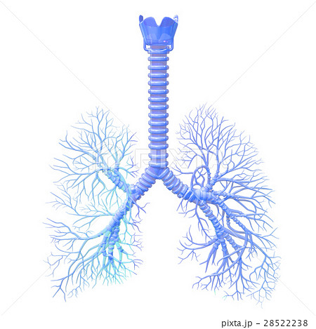 気管支のイラスト素材