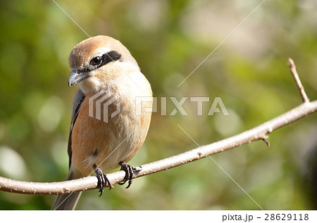 百舌鳥 もず 鳥 百舌の写真素材