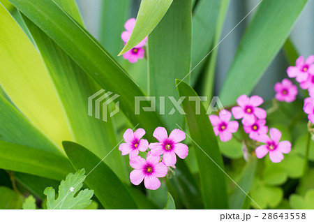 花 春 紫 単子葉植物の写真素材