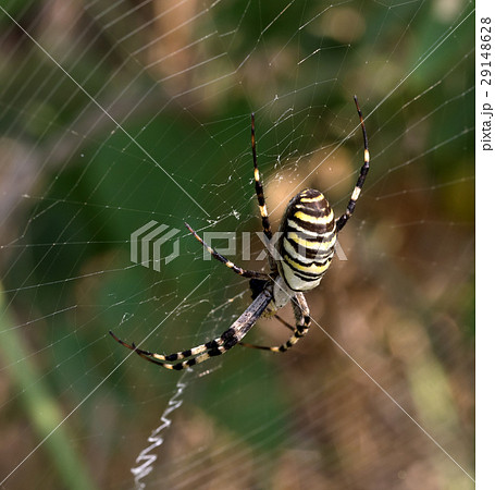 蜘蛛 クモ 黄色 黒の写真素材