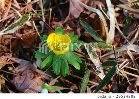 キバナセツブンソウ 黄花節分草 きばなせつぶんそう 花の写真素材