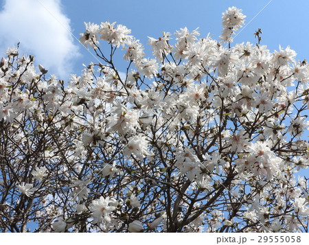 白姫コブシの写真素材