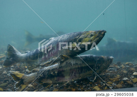 ホッチャレ 鮭 ブナ鮭の写真素材