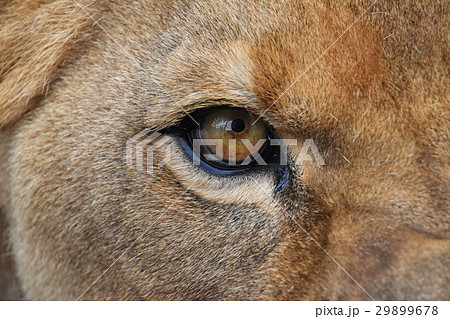 動物 メスライオン 怖い顔 肉食の写真素材