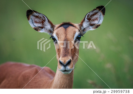 インパラ 動物 野生動物 草食動物の写真素材