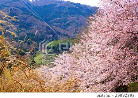 立体アート3点 額縁1点 虎 山の風景 桜風景 cc746（虎山弐千本