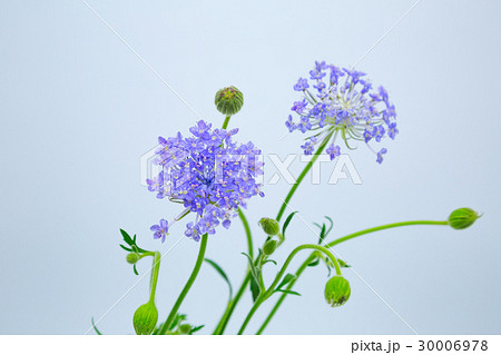 ブルーレースフラワー レースフラワー 紫 切花の写真素材