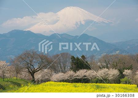 菜の花 桜 篠窪 サクラの写真素材