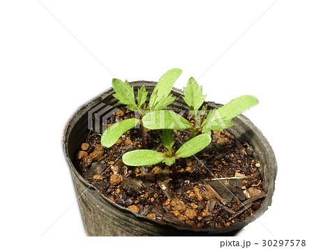 ゴーヤの苗の写真素材