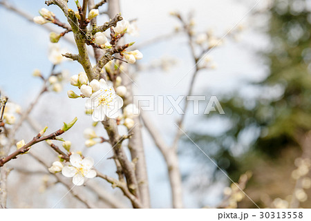 桜に似た花 白の写真素材