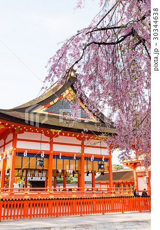 伏見稲荷大社 伏見稲荷 桜 枝垂れ桜の写真素材 Pixta