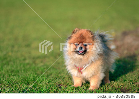 ポメラニアン 可愛い 犬 小型犬の写真素材