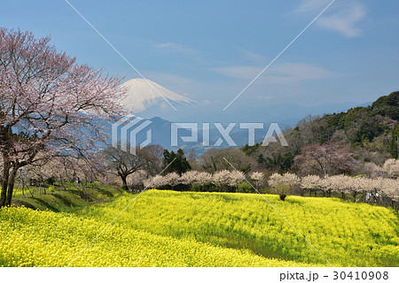 菜の花 桜 篠窪 サクラの写真素材